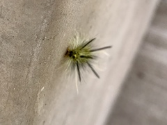 Lophocampa mixta