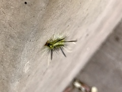 Lophocampa mixta