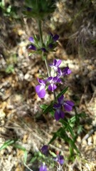 Collinsia concolor