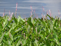 Persicaria hydropiperoides