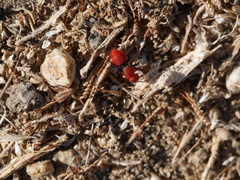 Dasymutilla coccineohirta