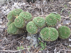 Mammillaria karwinskiana