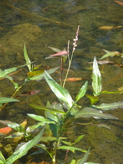 Persicaria hydropiperoides
