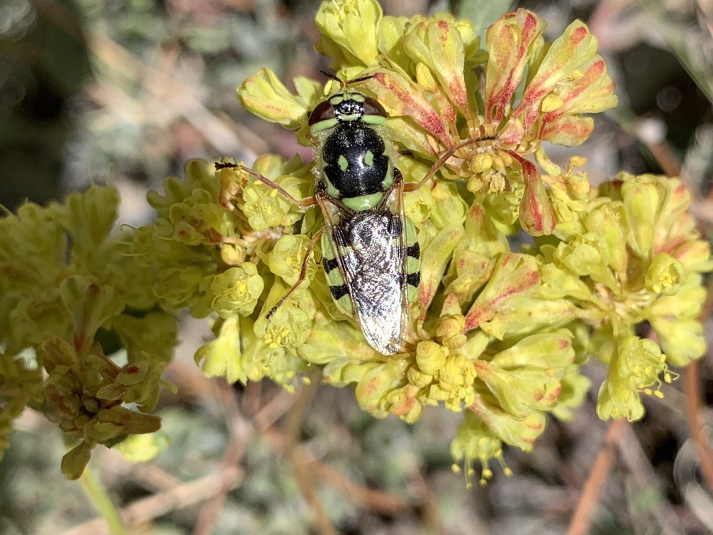 Green Soldier Fly