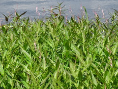 Persicaria hydropiperoides