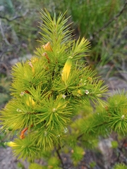 Stenanthera pinifolia