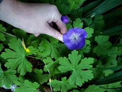 Geranium sylvaticum