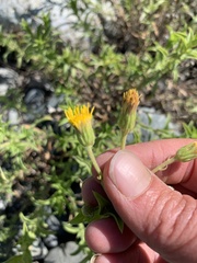 Heterotheca oregona