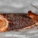 Sweetbay Seedpod Moth - Photo (c) Trinity River NWR, some rights reserved (CC BY-NC-ND), uploaded by Trinity River NWR