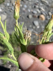 Heterotheca oregona