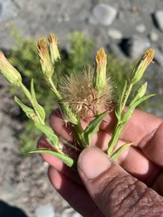 Heterotheca oregona