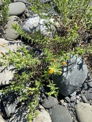 Heterotheca oregona