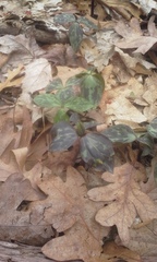 Trillium recurvatum