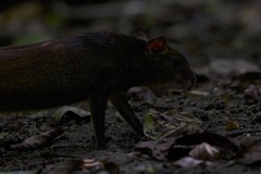 Dasyprocta prymnolopha