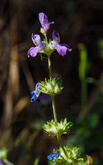 Collinsia concolor
