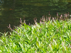 Persicaria hydropiperoides