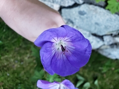 Geranium sylvaticum