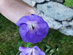 Geranium sylvaticum