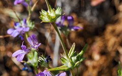 Collinsia concolor