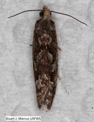 Chimoptesis gerulae