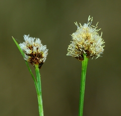 Calliscirpus criniger
