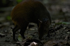 Dasyprocta prymnolopha