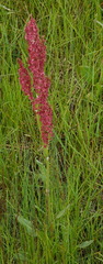 Rumex paucifolius