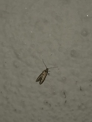 Endrosis sarcitrella