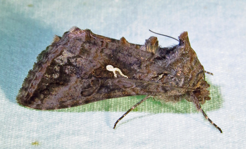 Gray Looper Moth photo 3