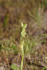 Pterostylis crassicaulis