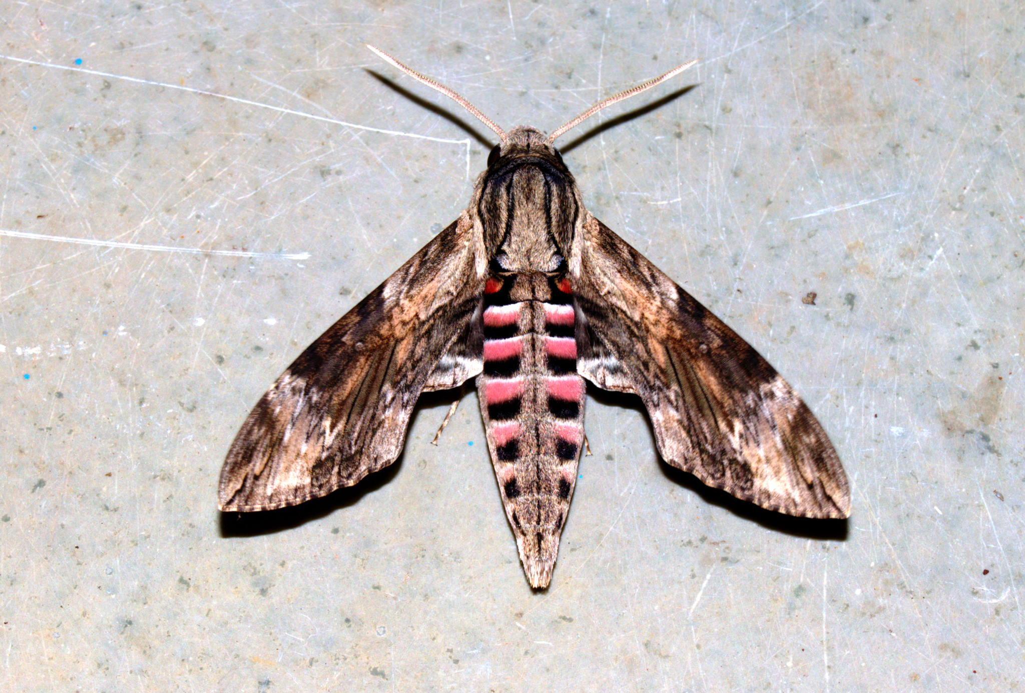 Vine Hawk-Moth (Moths of Singapore) · iNaturalist