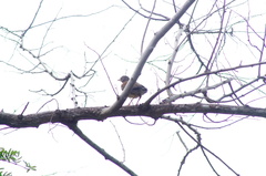 Turdus rufopalliatus