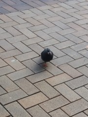 Columba livia domestica