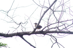 Turdus rufopalliatus