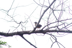 Turdus rufopalliatus