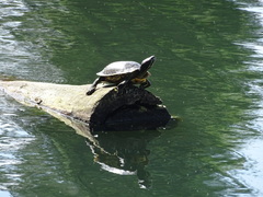 Trachemys scripta elegans