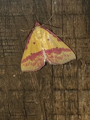 Phytometra rhodarialis