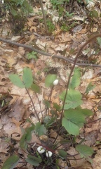 Jeffersonia diphylla