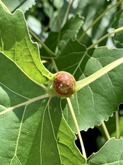 Pemphigus populicaulis