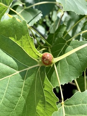 Pemphigus populicaulis