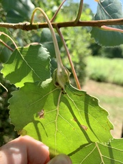 Pemphigus populicaulis