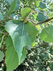 Pemphigus populicaulis