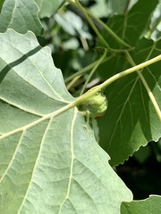 Pemphigus populicaulis