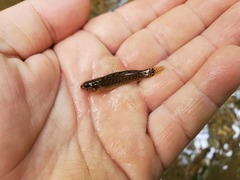 Etheostoma squamiceps