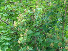 Physocarpus capitatus