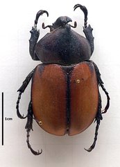 Mitracephala humboldti