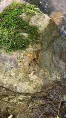 Megarhyssa macrurus icterosticta