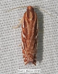 Choristoneura argentifasciata