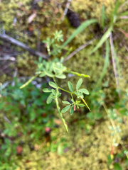Acmispon parviflorus
