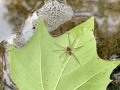 Dolomedes scriptus